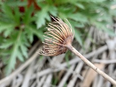 Trachymene composita composita