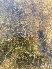 Potamogeton trichoides