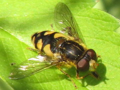 Parhelophilus rex