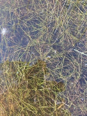 Potamogeton trichoides