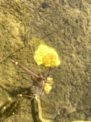 Utricularia australis