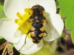 Parhelophilus rex