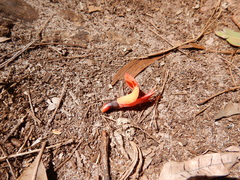 Erythrina numerosa
