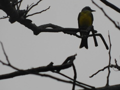 Tyrannus melancholicus