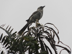Mimus longicaudatus