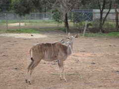 Tragelaphus
