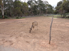 Tragelaphus