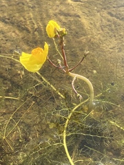 Utricularia australis
