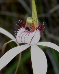 Caladenia longicauda eminens