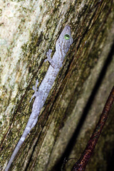 Gekko smithii