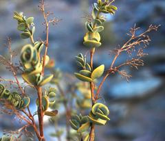 Tetraena prismatocarpa