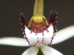 Caladenia longicauda eminens