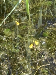 Utricularia australis