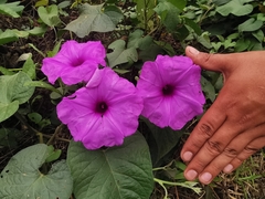 Ipomoea pedicellaris