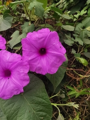 Ipomoea pedicellaris