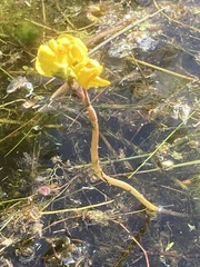 Utricularia australis
