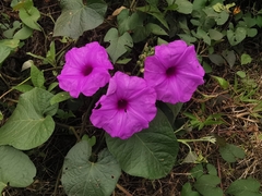 Ipomoea pedicellaris