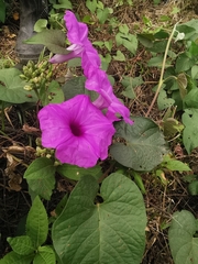 Ipomoea pedicellaris