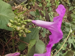 Ipomoea pedicellaris