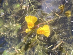 Utricularia australis