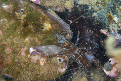 Alpheus novaezealandiae