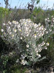 Syncarpha argyropsis