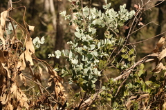 Acacia podalyriifolia