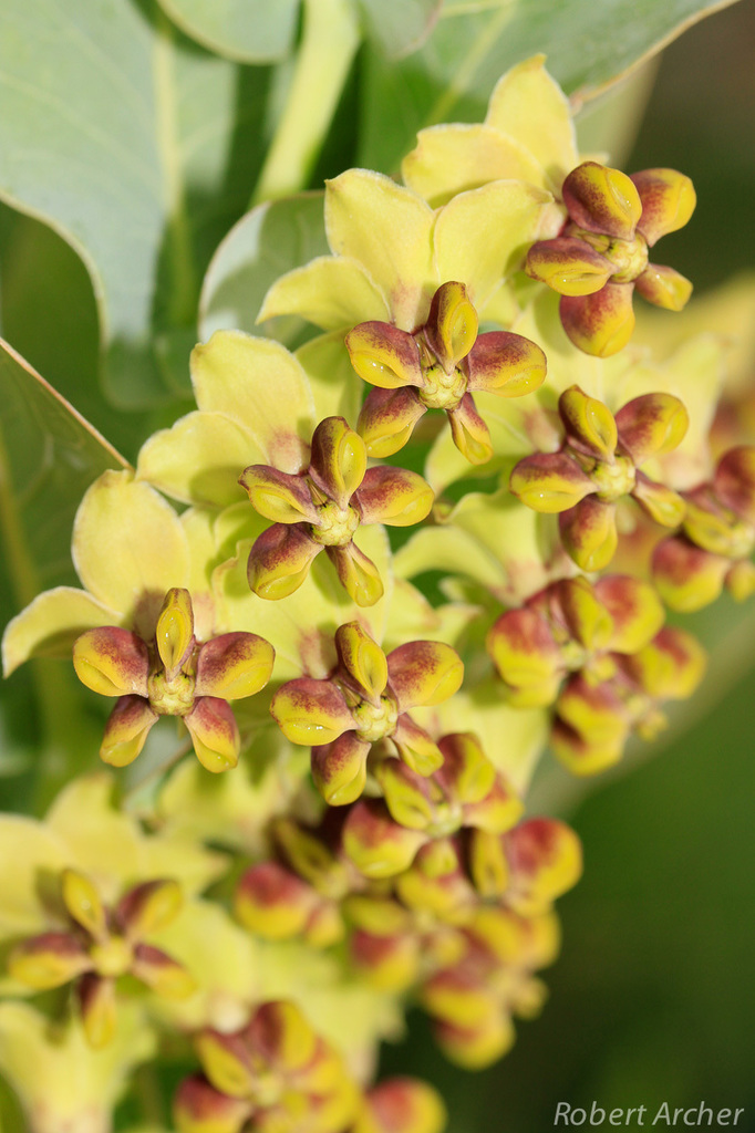 Blue Milkweed