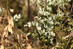 Acacia podalyriifolia