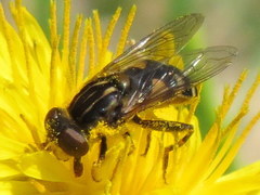 Parhelophilus rex