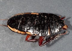 Drymaplaneta communis