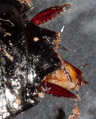 Drymaplaneta communis