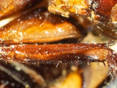 Drymaplaneta communis