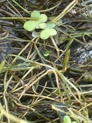 Potamogeton trichoides