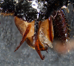 Drymaplaneta communis