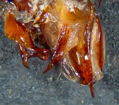 Drymaplaneta communis