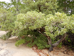 Camptostemon schultzii