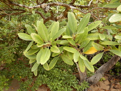 Camptostemon schultzii