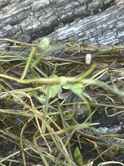 Potamogeton trichoides