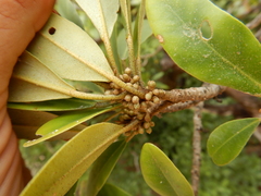 Camptostemon schultzii