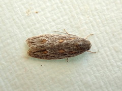 Phylomictis sarcinopa