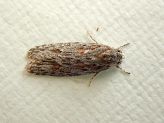 Phylomictis sarcinopa