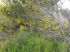 Acacia subtilinervis