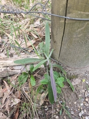 Senecio prenanthoides