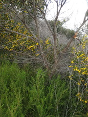 Acacia subtilinervis