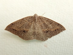 Taxeotis perlinearia
