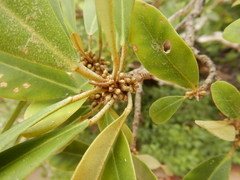 Camptostemon schultzii