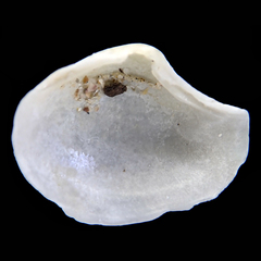 Myadora pandoriformis