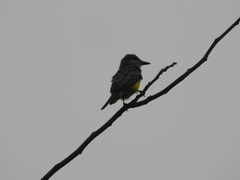 Tyrannus melancholicus