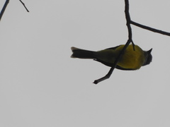 Tyrannus melancholicus